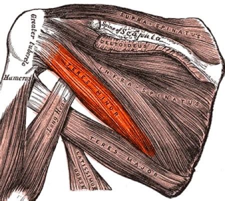 pieni lierelihas|teres minor